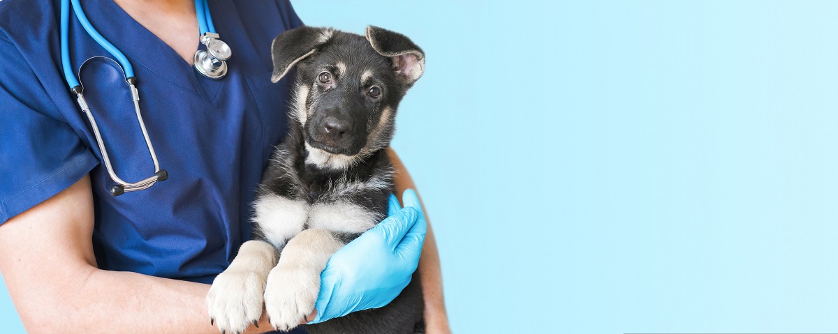 Pri podozrení na ochorenie vášho domáceho miláčika je nutná návšteva veterinára a dať zviera vyšetriť. Zdroj foto. Getty Images
